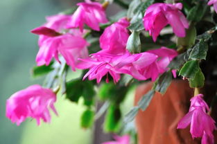 小雪节气,这六种花现在这么养,元旦春节有花赏