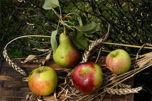 梦见摘梨和苹果(梦见摘梨和苹果送给朋友和妈妈)