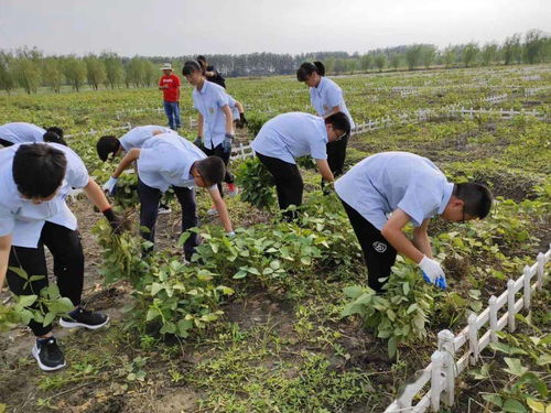 捉鱼 锄地 种菜 来看看海中学子的农场生活