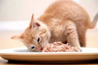 养猫不如养猪 现在最 火 的猪肉真的不能给猫咪吃吗