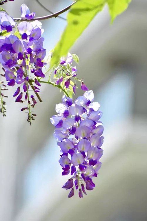 紫色风铃花代表什么意思,寓意爱情的风铃颜色？