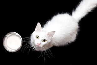 宠物趣闻 猫咪多大可以不吃奶 