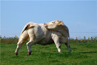 奶牛保险政策 买了奶牛保险,一头能赔多少钱