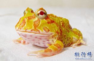 世界上最普遍的宠物蛙,角蛙是宠物蛙饲养入门宠物 3