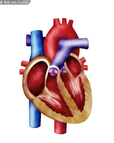心脏结构图 医学图片素材