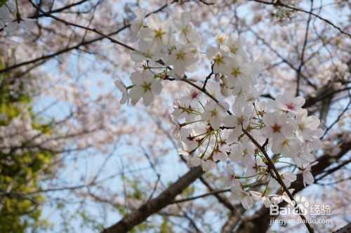 樱花时节,怎样拍出好看的花卉照片 