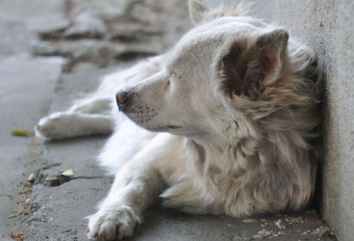 你愿意为中华田园犬 伸冤 吗