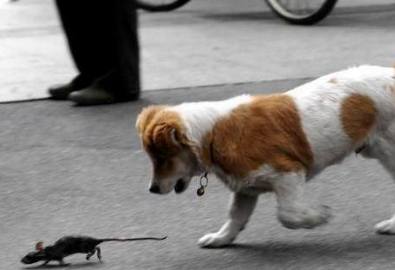 为什么有的狗狗会帮忙抓老鼠 你想知道原因吗