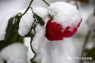 漫天飞舞未央花 初雪专辑之七绝 第194期 