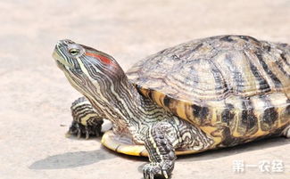 巴西龟冬眠怎么养 冬眠期巴西龟的养殖方法