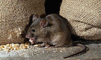 老鼠的生活习性有什么特点 