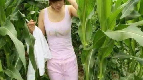 玉米地里干得儿媳大叫在玉米地里偷窥到俏媳妇便无法自拔