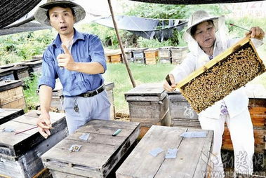 11个马蜂窝扎堆同一小区 隔壁养蜂场数万只蜜蜂惨死 荆楚网 