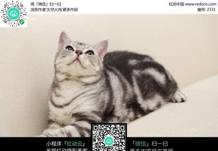 仰视的小猫图片免费下载 编号2331 红动网 