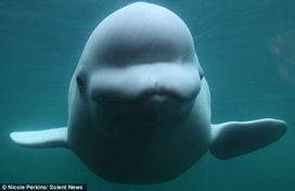 摄影师捕捉白鲸脸贴水族馆玻璃罕见画面 