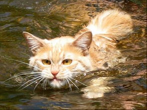 猫咪当然会游泳,但..等牠上岸你就死定了