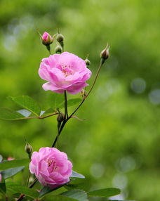 花儿烂漫