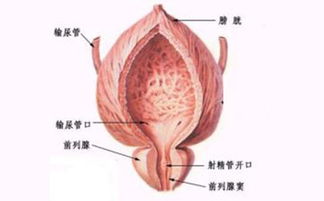 解析诊断前列腺增生的方法有哪些