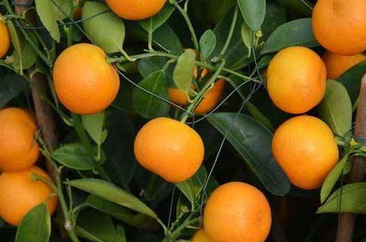 柑橘盆栽如何营销
