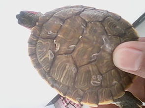 有图 巴西红耳龟一直不吃东西有4 5天了也不爱晒太阳就在水里呆着,一点也不活泼,背部是什么病严重吗 