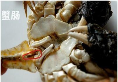 喜欢吃海鲜的人都该知道,螃蟹的这4个部位都不能吃