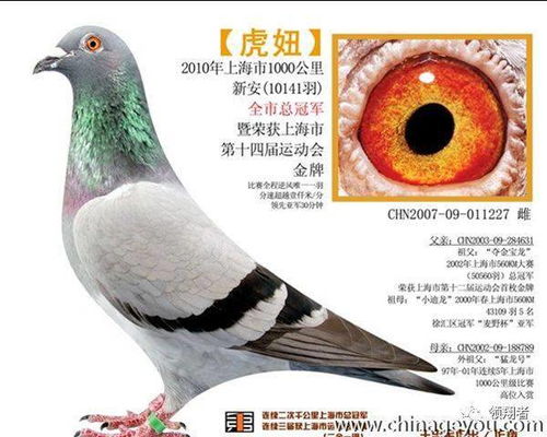 上海龙园鸽业王忠宝精选6羽种鸽欣赏拍卖