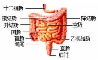 肠癌手术后几年会复发