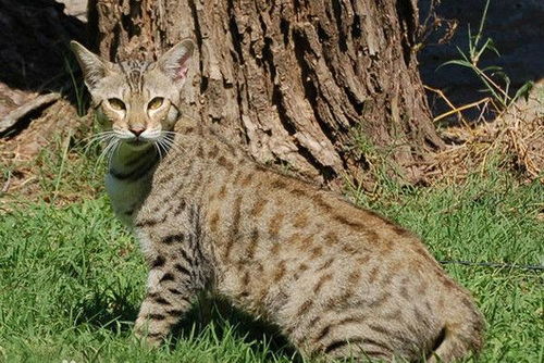 猫奴们梦寐以求的世界上最大的家养猫,缩小版猎豹 萨凡纳猫