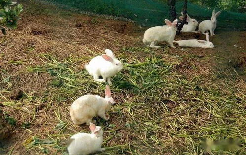 养兔技术 兔瘟的发病原因及防治