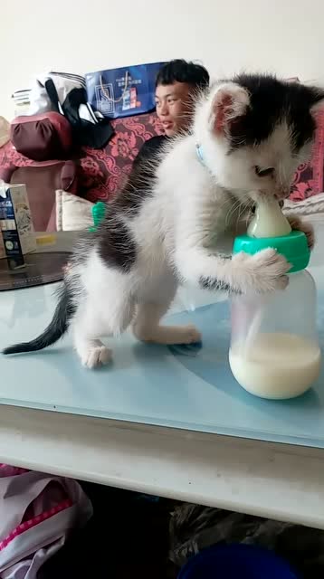 捕捉一只正在吃奶的猫宝宝,太萌了 