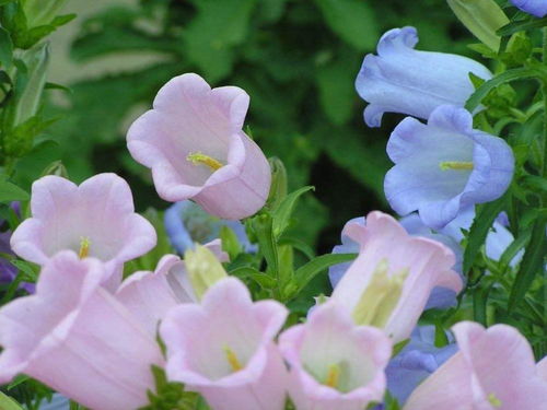 一种紫花名叫风铃草,花型似风铃,开花时枝头满满当当全是花苞