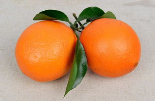 橘子和橙子的区别,橘子和橙子区别