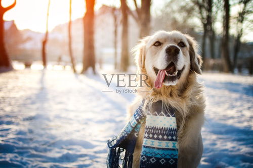 冬天来了,你的狗准备好过冬了吗