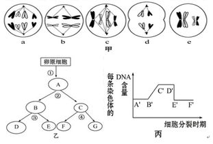 2011 2012学年福建省安溪 惠安一中 养正中学高二上学期期中联考生物试卷