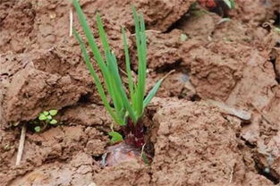 洋葱的育苗和栽种时间 洋葱在山东什么时间育苗