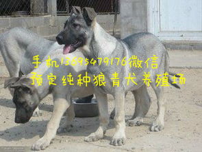 广东广州成年种公狼青犬多少钱一条 