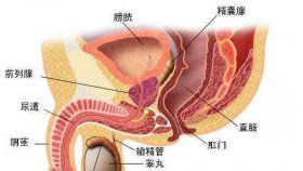 十大养不死的观赏鱼不用加氧 这几种观赏鱼十分耐养 