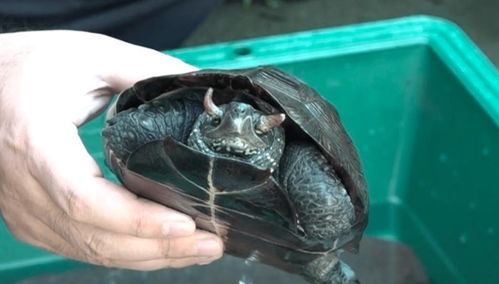 日本发现世界上第一只长角的乌龟,但祖籍却是中国