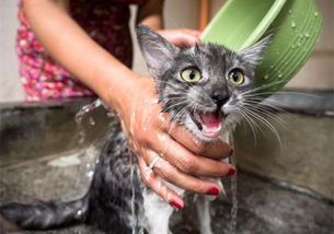 猫洗澡攻略 猫咪沐浴露香味浓,猫沐浴露香味浓好吗