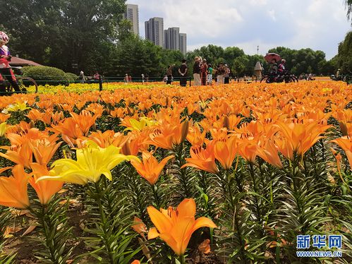 暑期好去处 沈水湾公园丨市民休闲娱乐 百合花竞相开放 