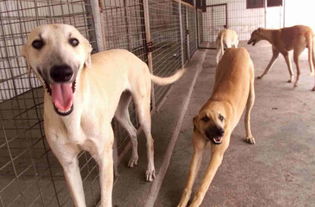 格力犬狗狗太瘦了,不如让它们吃点这个还能长胖一些 