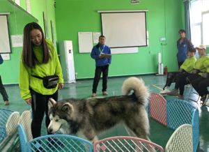 训犬师培训学费大概要多少钱(训犬师培训学校排名)