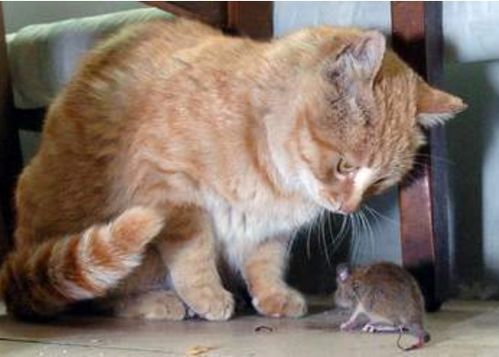 抓老鼠 最好的5种猫咪,家里养一只,老鼠自动搬家 