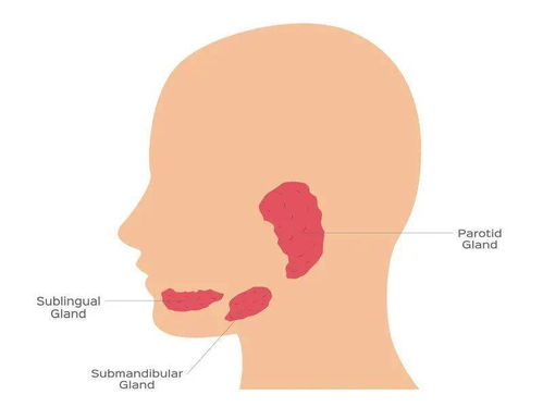 果蝇唾液腺解剖图 搜狗图片搜索