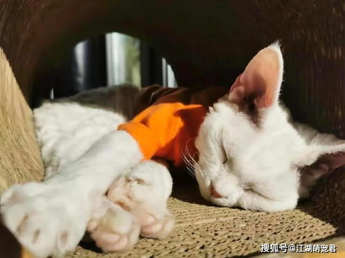 猫咪死后不能埋,铲屎官应该要知道