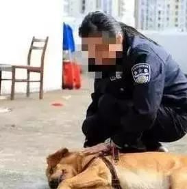 金毛被狗贩子抓走,没想到一周后,它竟带着狗贩子出现在警局门口 