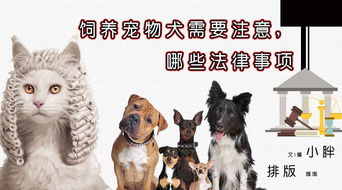 饲养宠物犬需要注意,哪些法律事项