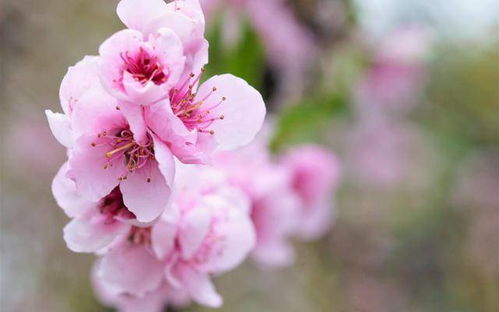 7月,哪些星座能得桃花上上签 正缘敲门,脱单在即