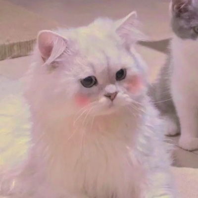 最新微信猫咪头像搞怪可爱 小猫猫可爱头像合集