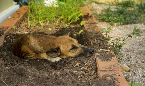 家里有的院子才有的烦恼,如何理解狗狗的挖洞行为